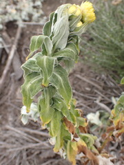 Helichrysum foetidum