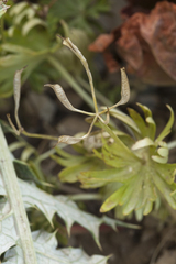 Eranthis longistipitata
