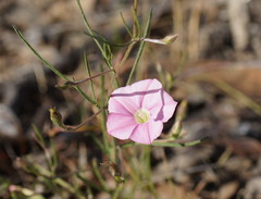 Convolvulus angustissimus