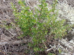 Searsia laevigata