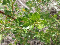 Searsia laevigata