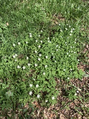 Anemonoides nemorosa