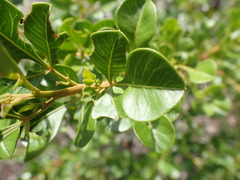 Searsia laevigata