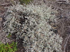 Helichrysum petiolare