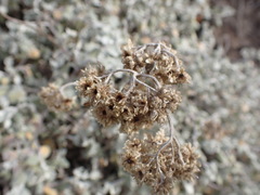 Helichrysum petiolare