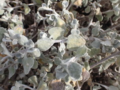 Helichrysum petiolare