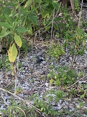Dumetella carolinensis image