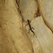 Goniurosaurus liboensis - Photo (c) dongfang-xiaoyao,  זכויות יוצרים חלקיות (CC BY-NC), הועלה על ידי dongfang-xiaoyao