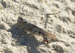 Sphingonotus imitans