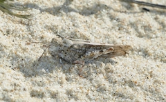 Sphingonotus imitans