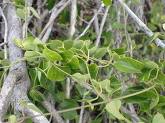 Cynanchum obtusifolium