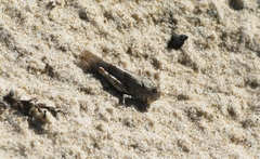 Sphingonotus imitans