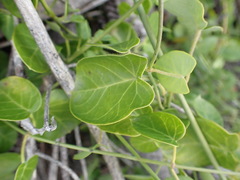 Cynanchum obtusifolium