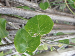 Cynanchum obtusifolium
