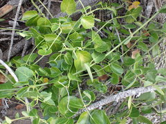 Cynanchum obtusifolium