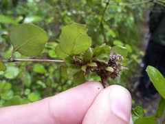 Coprosma rotundifolia