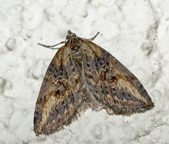 Chesias isabella