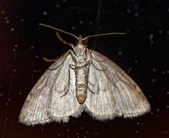 Chesias isabella