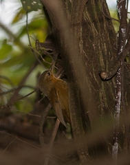 Syndactyla dimidiata