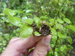 Coprosma rotundifolia