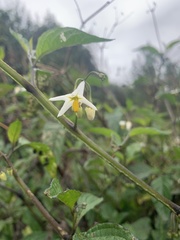 Solanum macrotonum