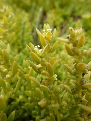 Suaeda novae-zelandiae