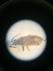 Peritrechus geniculatus