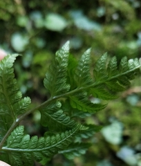 Athyrium silvicola
