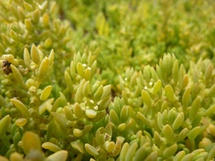 Suaeda novae-zelandiae