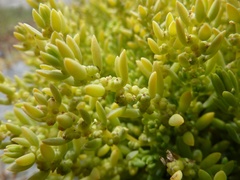 Suaeda novae-zelandiae