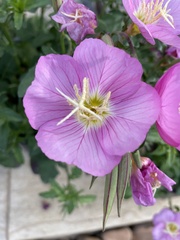 Oenothera speciosa