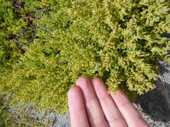 Suaeda novae-zelandiae