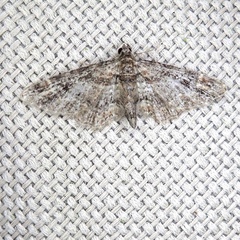 Gymnoscelis rufifasciata