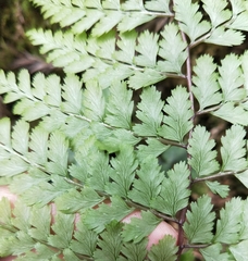 Athyrium tripinnatum