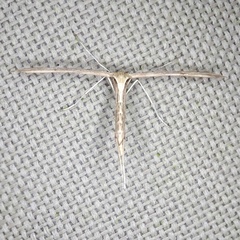 Emmelina monodactyla