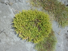 Suaeda novae-zelandiae