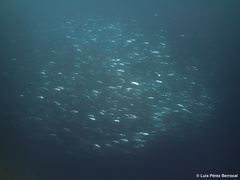 Sarda orientalis