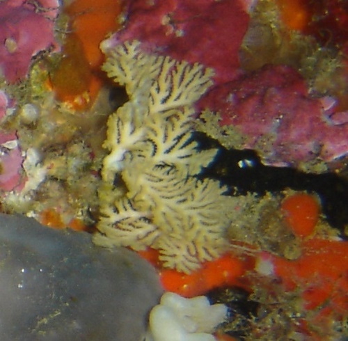 Representative image of Horneridae