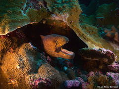 Gymnothorax breedeni