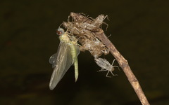 Tramea transmarina