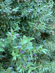 Myrtus