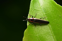 Languriinae