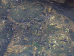 Phrynomantis annectens