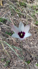 Tulipa clusiana