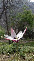 Tulipa clusiana