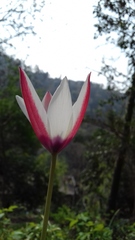Tulipa clusiana