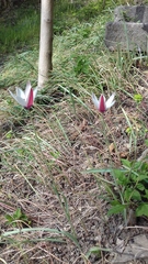 Tulipa clusiana