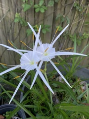 Hymenocallis duvalensis