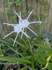 Hymenocallis duvalensis