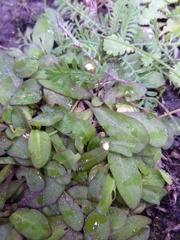 Mazus novaezeelandiae